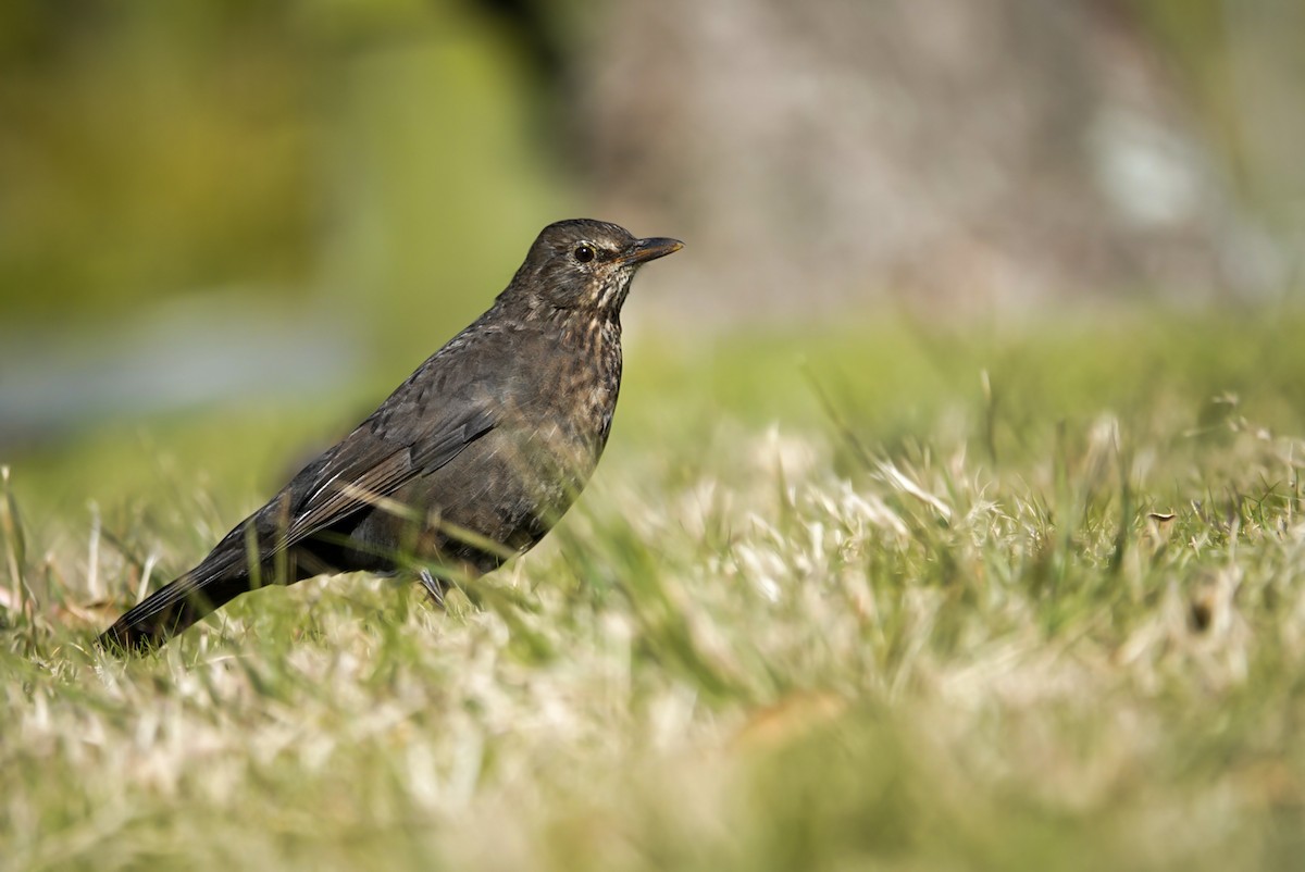 Eurasian Blackbird - Alfie Benbow