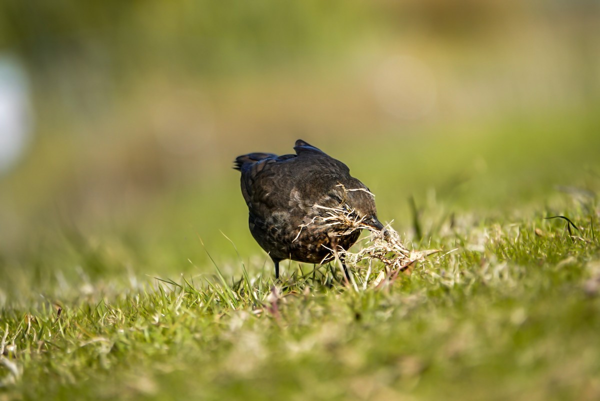 Eurasian Blackbird - Alfie Benbow