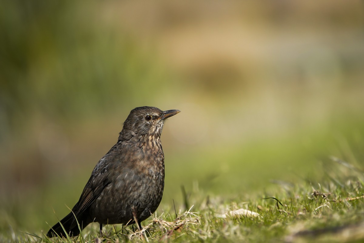 Eurasian Blackbird - Alfie Benbow