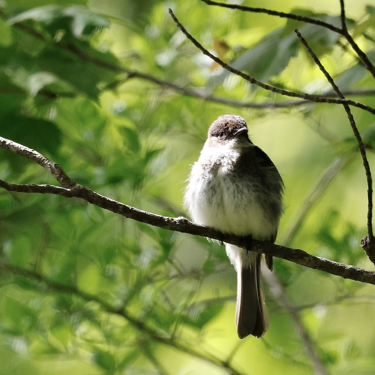 Eastern Phoebe - ML619665421