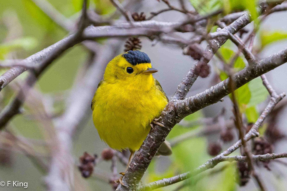 Wilson's Warbler - Frank King