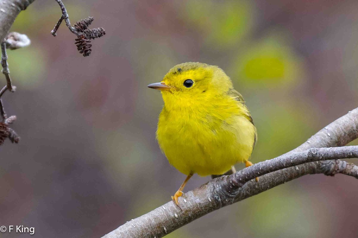 Wilson's Warbler - Frank King