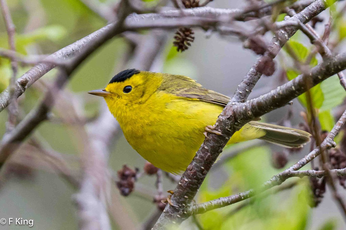 Wilson's Warbler - Frank King