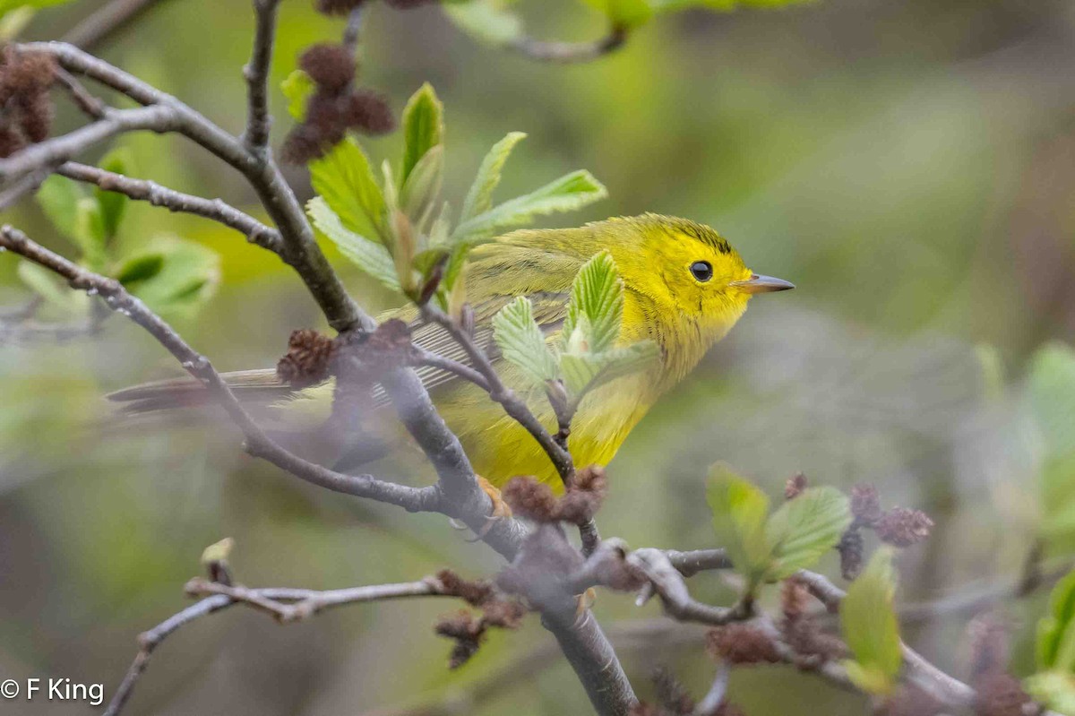 Wilson's Warbler - Frank King