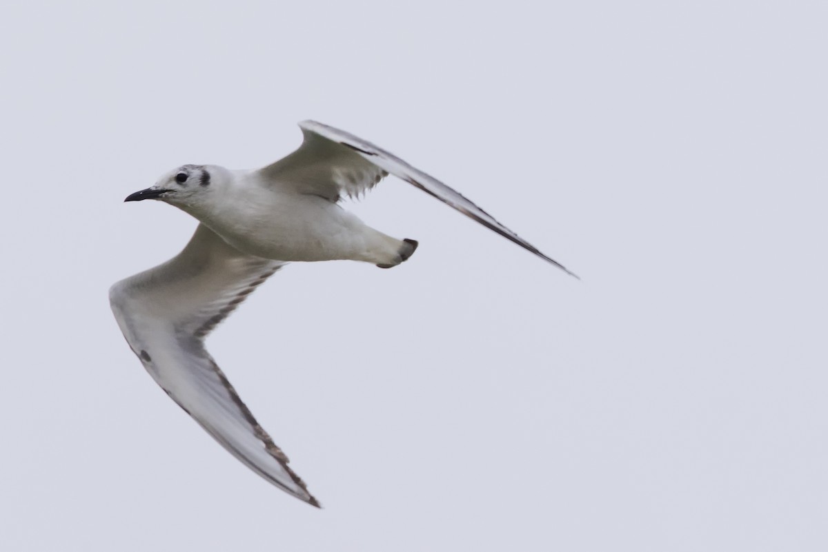 Bonaparte's Gull - Kees de Mooy