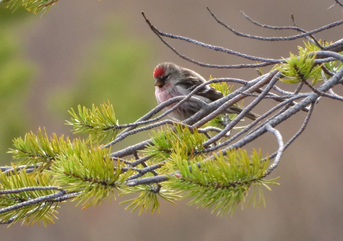 Hoary Redpoll (exilipes) - ML619665434