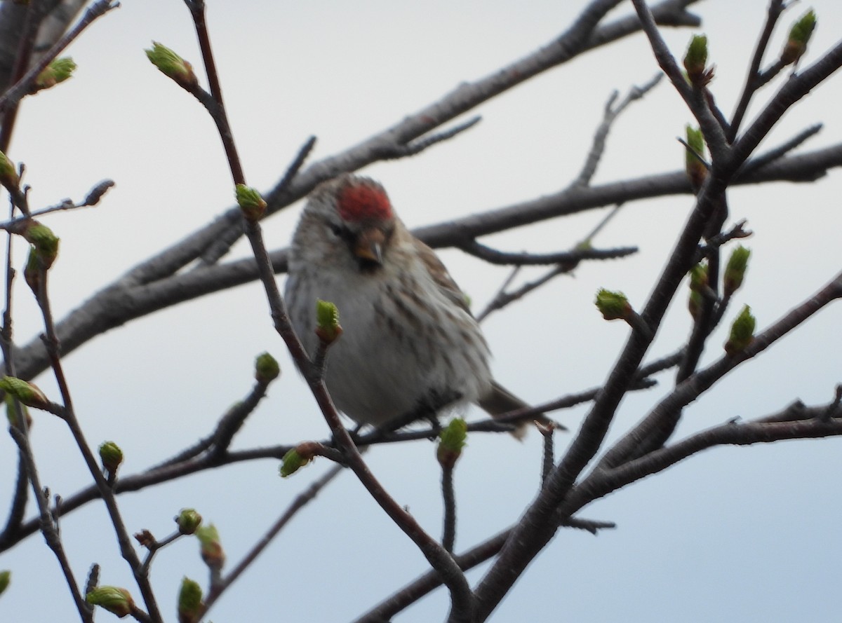 Hoary Redpoll (exilipes) - ML619665435