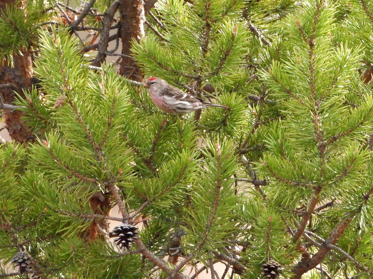 čečetka bělavá (ssp. exilipes) - ML619665436