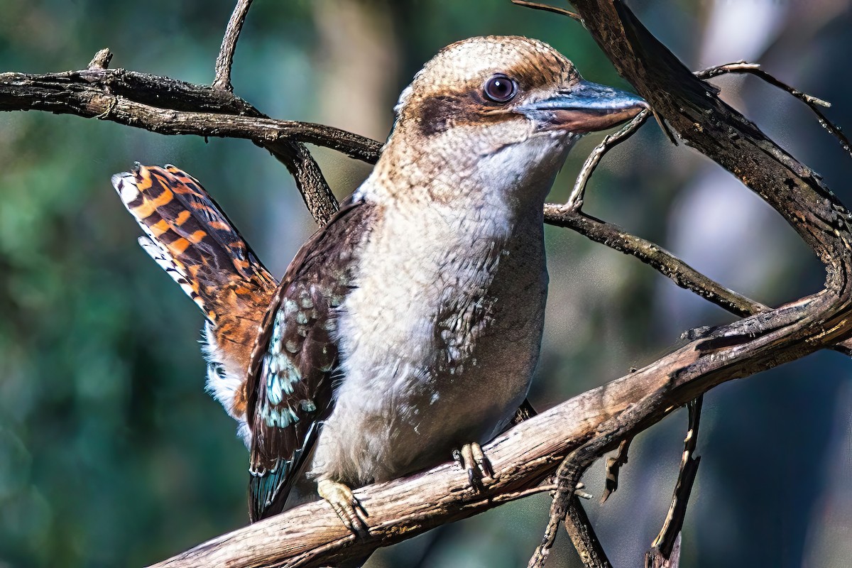 Laughing Kookaburra - Alfons  Lawen