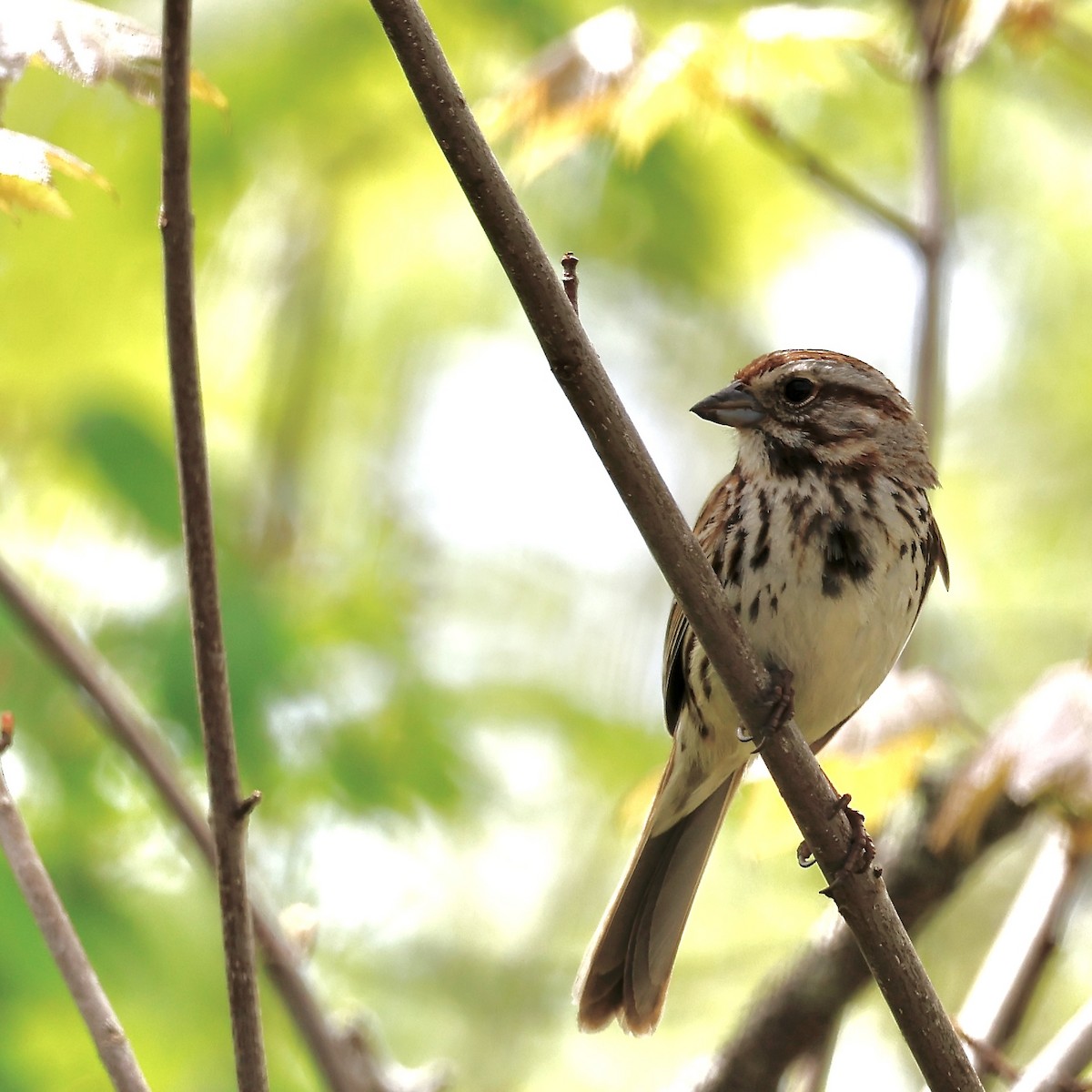 Song Sparrow - ML619665442