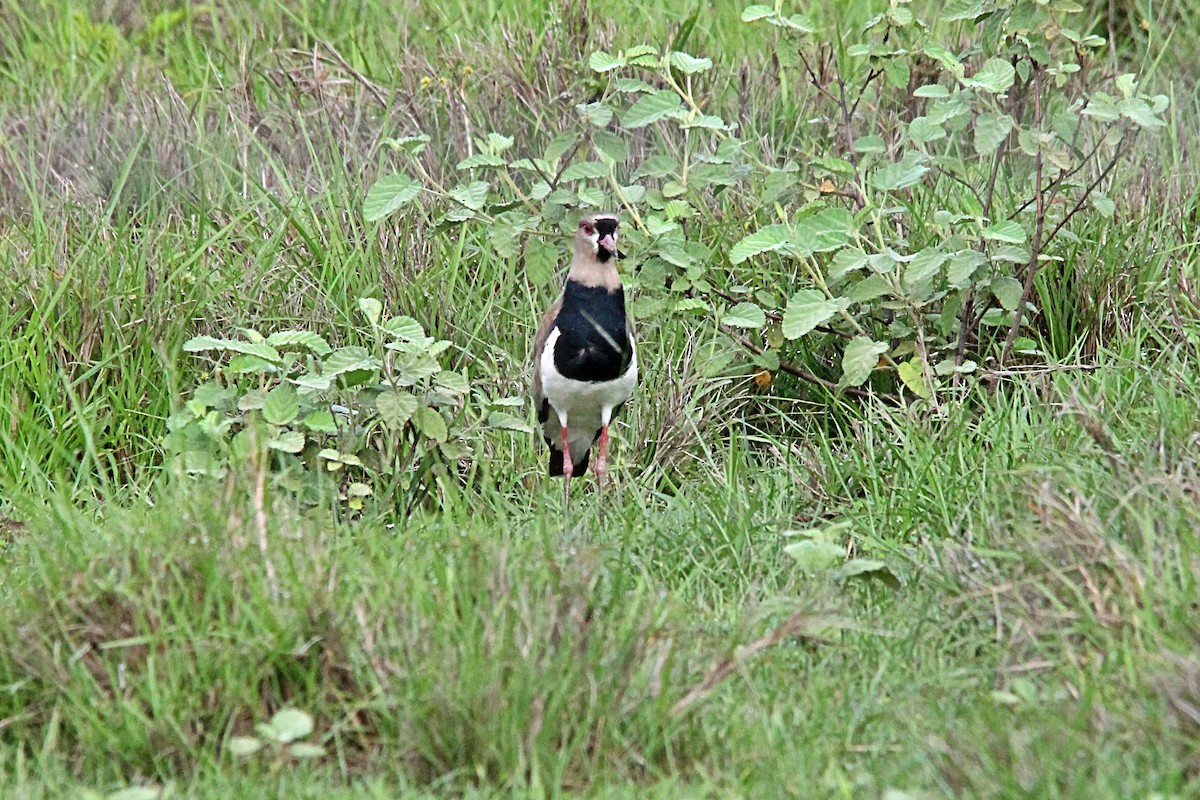 Southern Lapwing - Anonymous