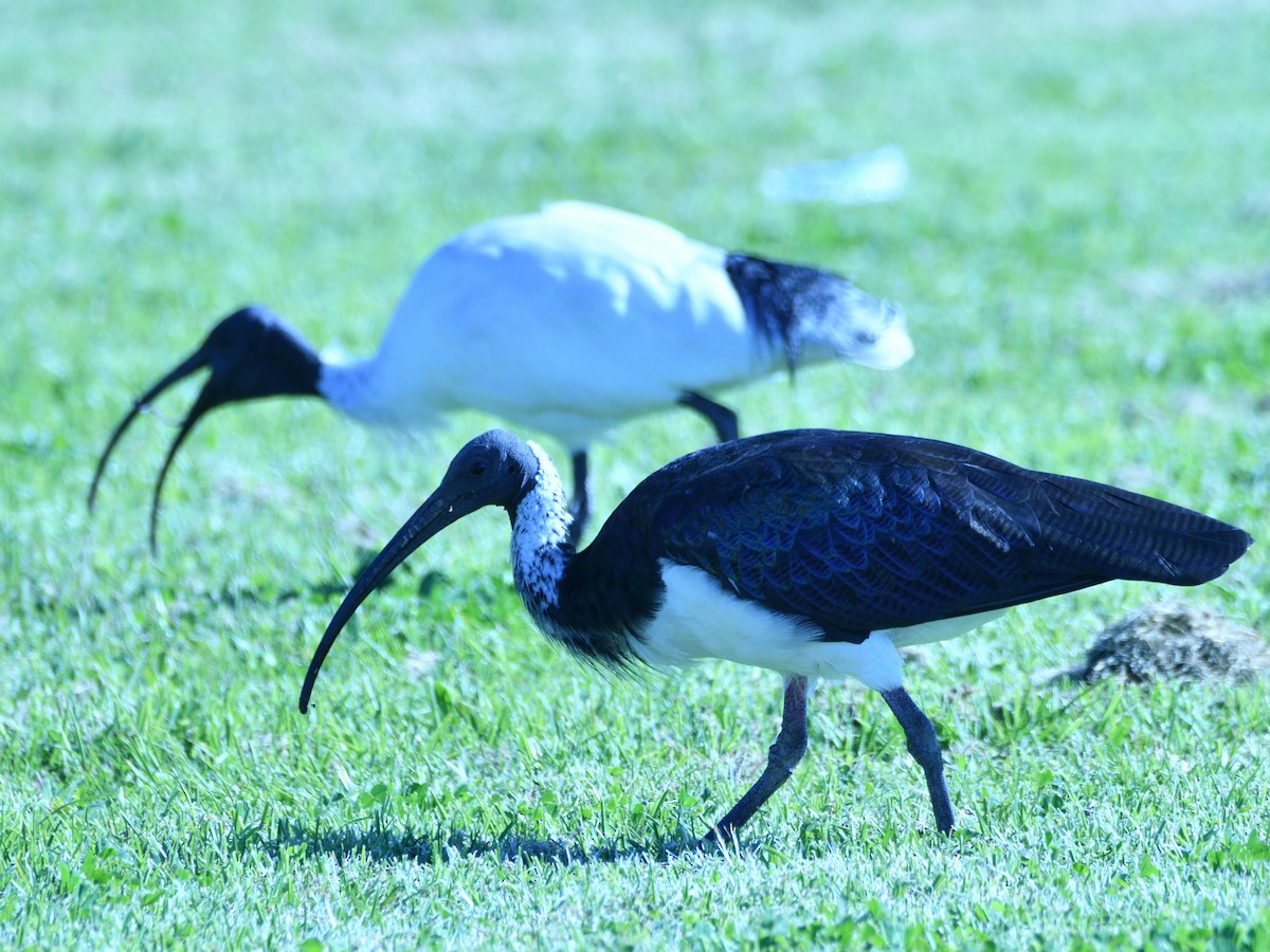ibis slámokrký - ML619665452