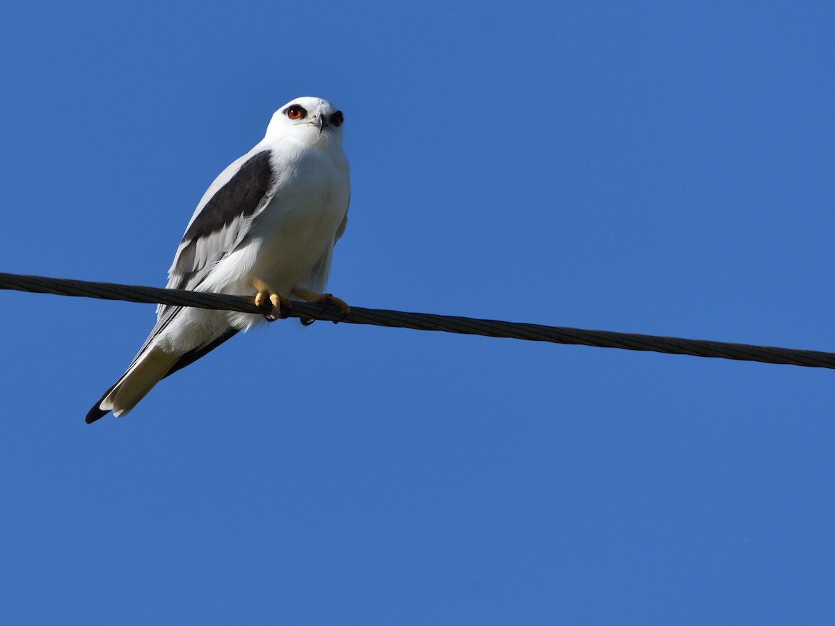 Black-shouldered Kite - Chris Munson