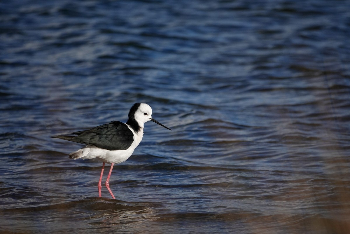 Pied Stilt - ML619665459