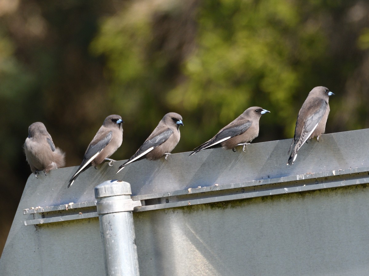 Dusky Woodswallow - Chris Munson