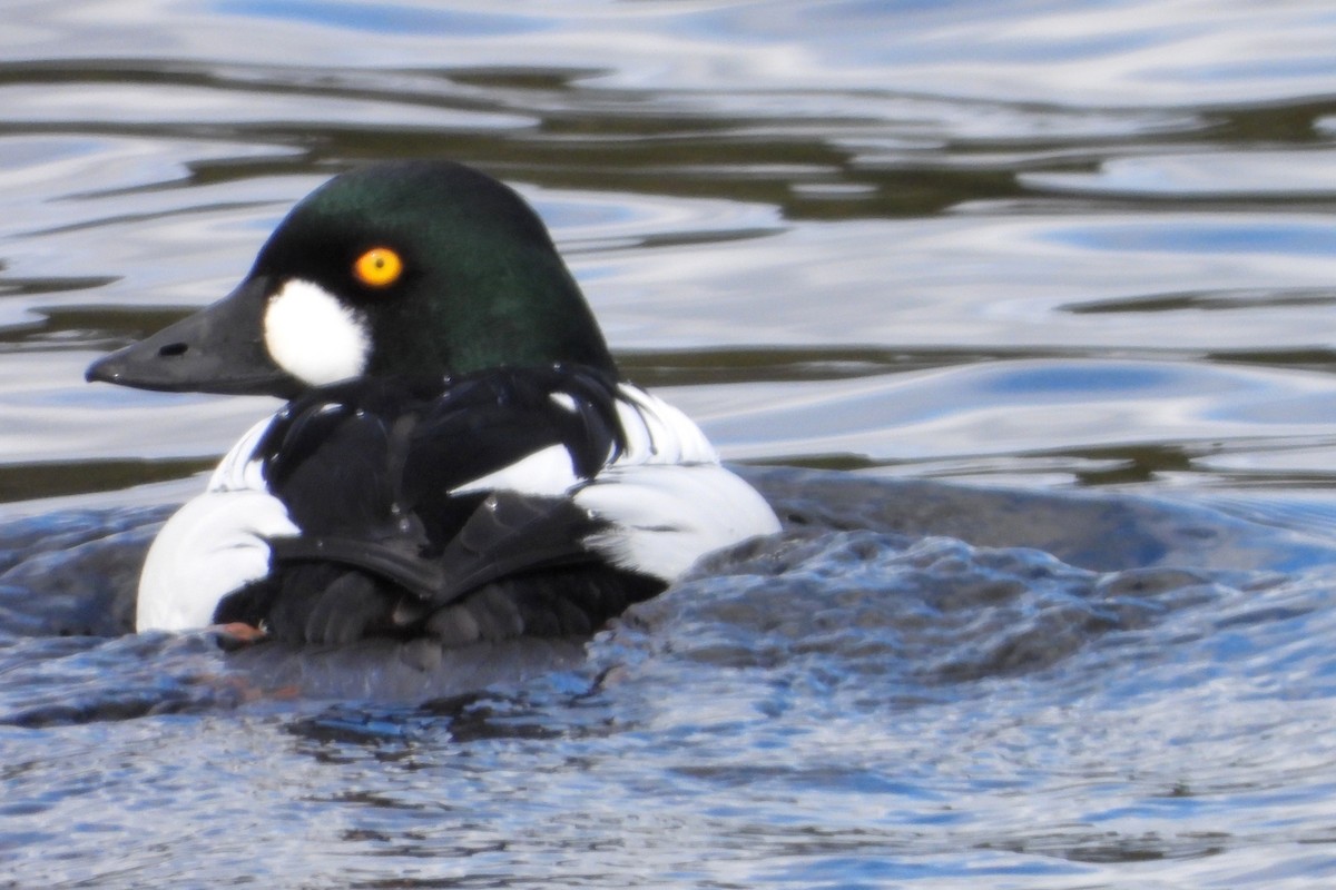 Common Goldeneye - Jon Iratzagorria Garay