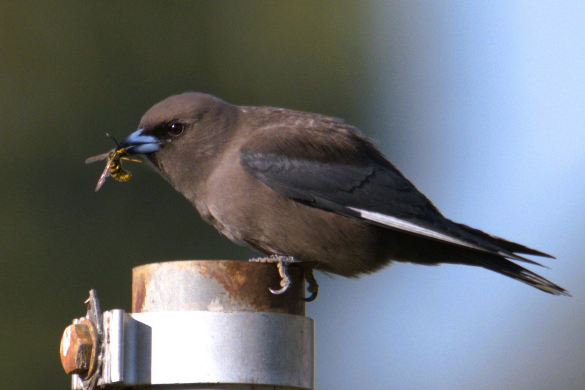 Dusky Woodswallow - ML619665469