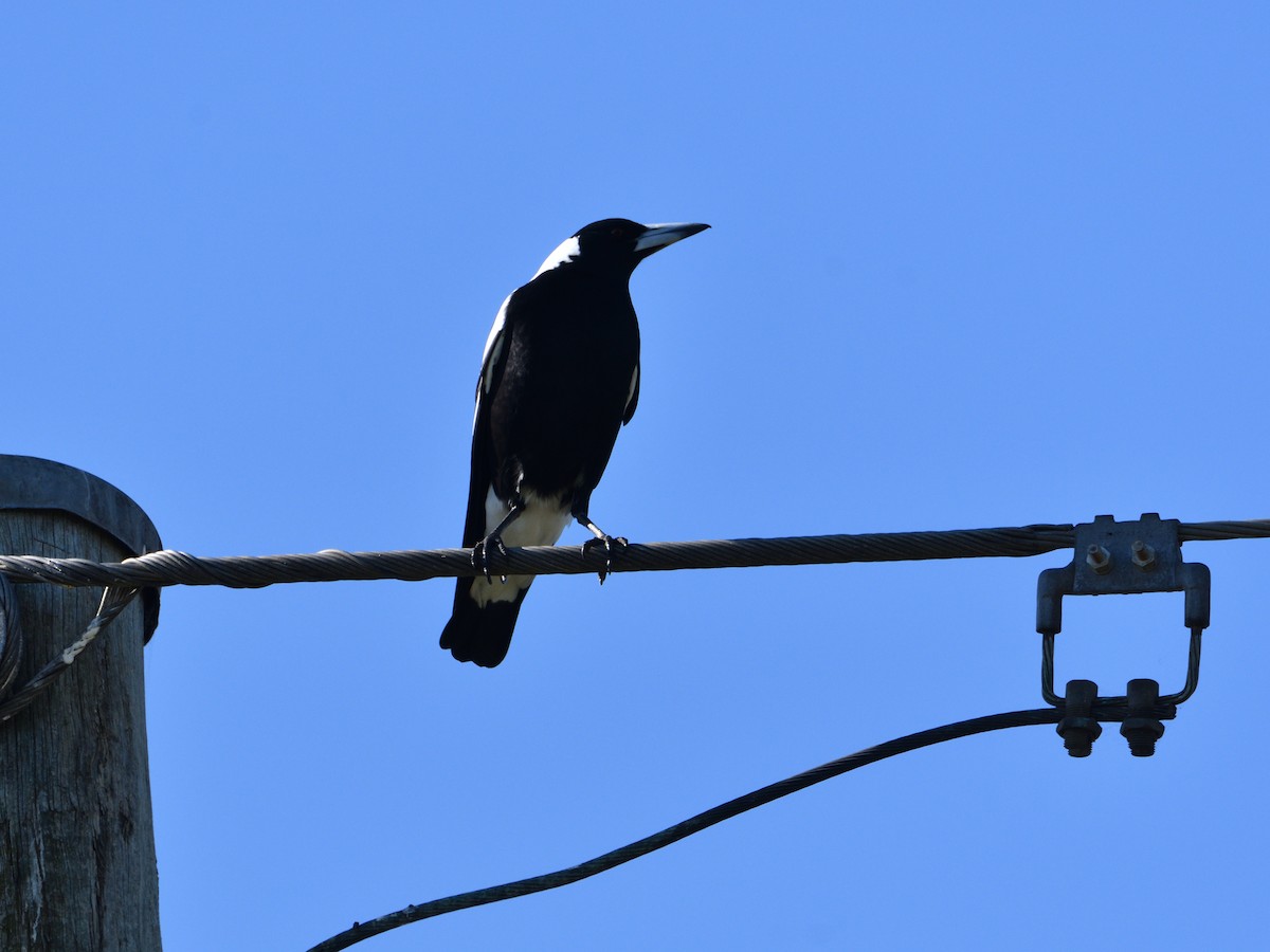 Australian Magpie - Chris Munson