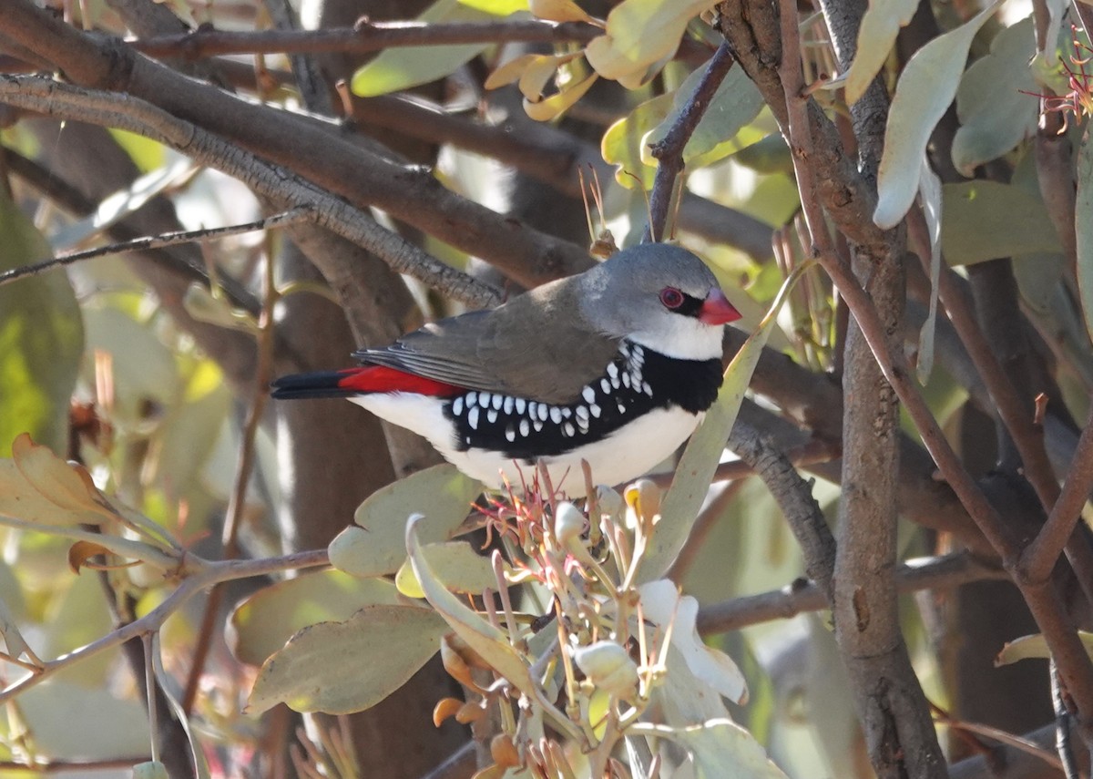 Diamond Firetail - ML619665472