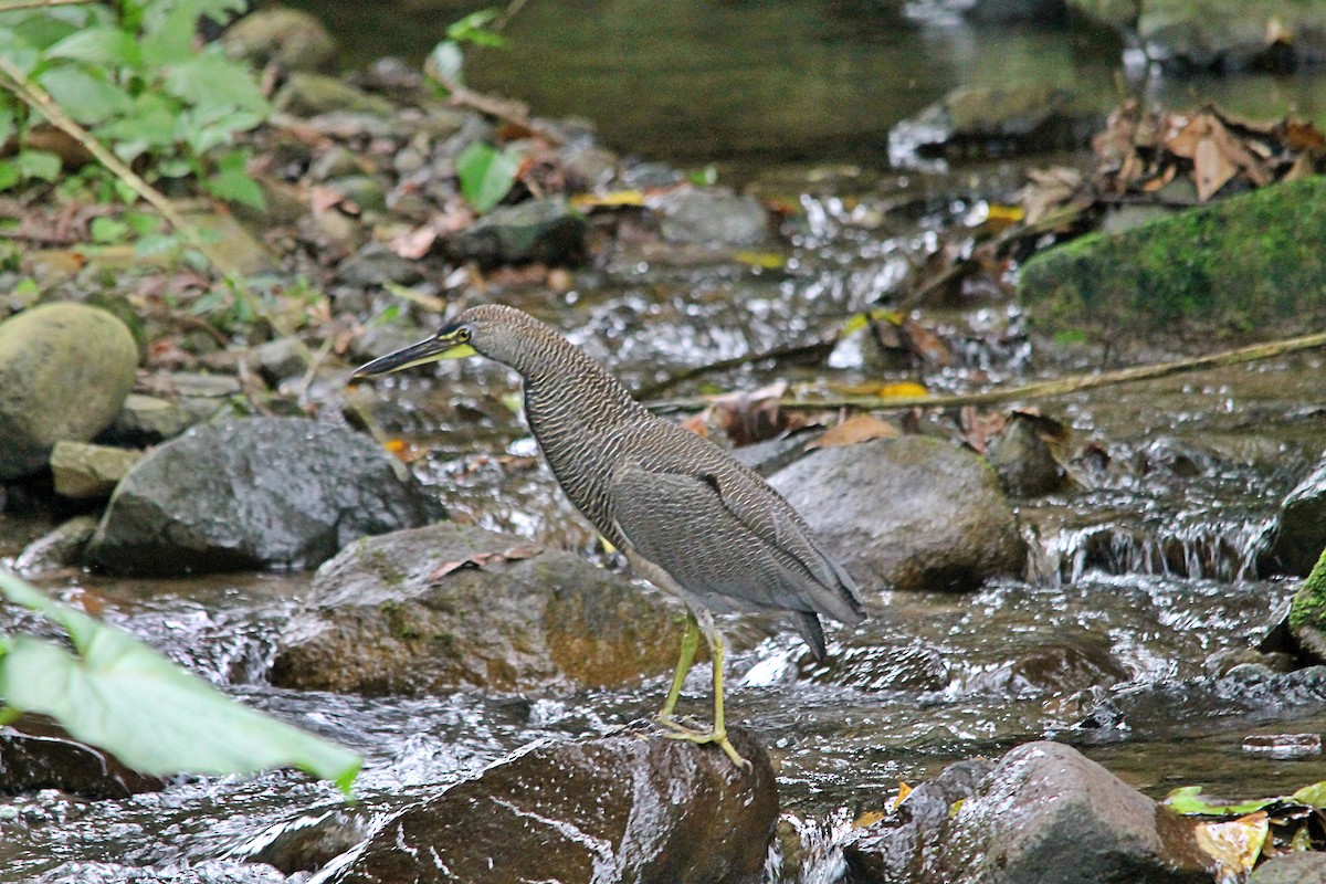 Fasciated Tiger-Heron - Anonymous