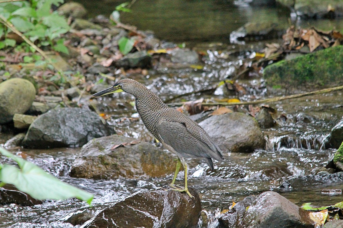 Fasciated Tiger-Heron - ML619665477