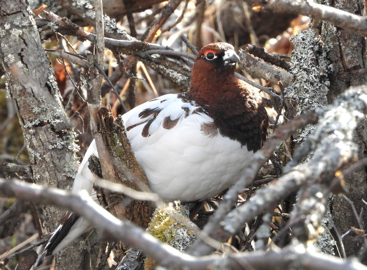 Willow Ptarmigan - Jon Iratzagorria Garay