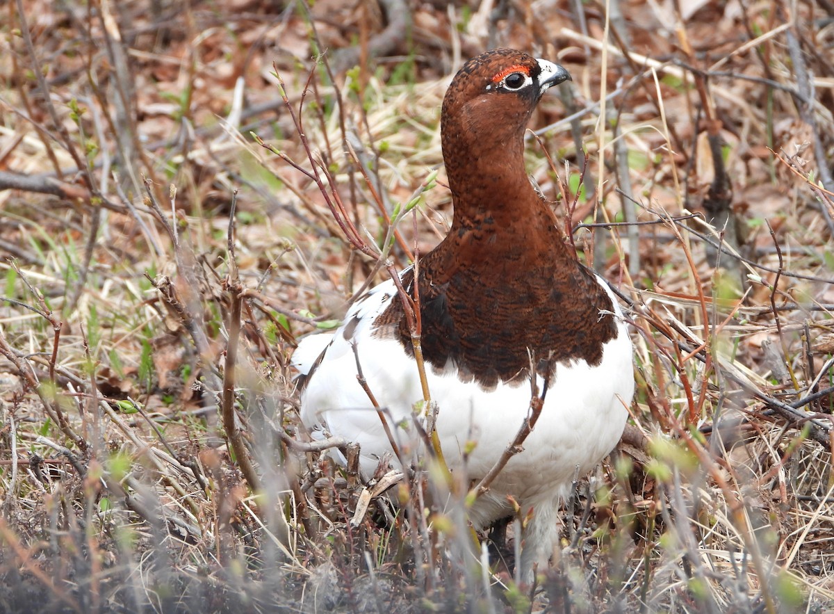 Willow Ptarmigan - Jon Iratzagorria Garay