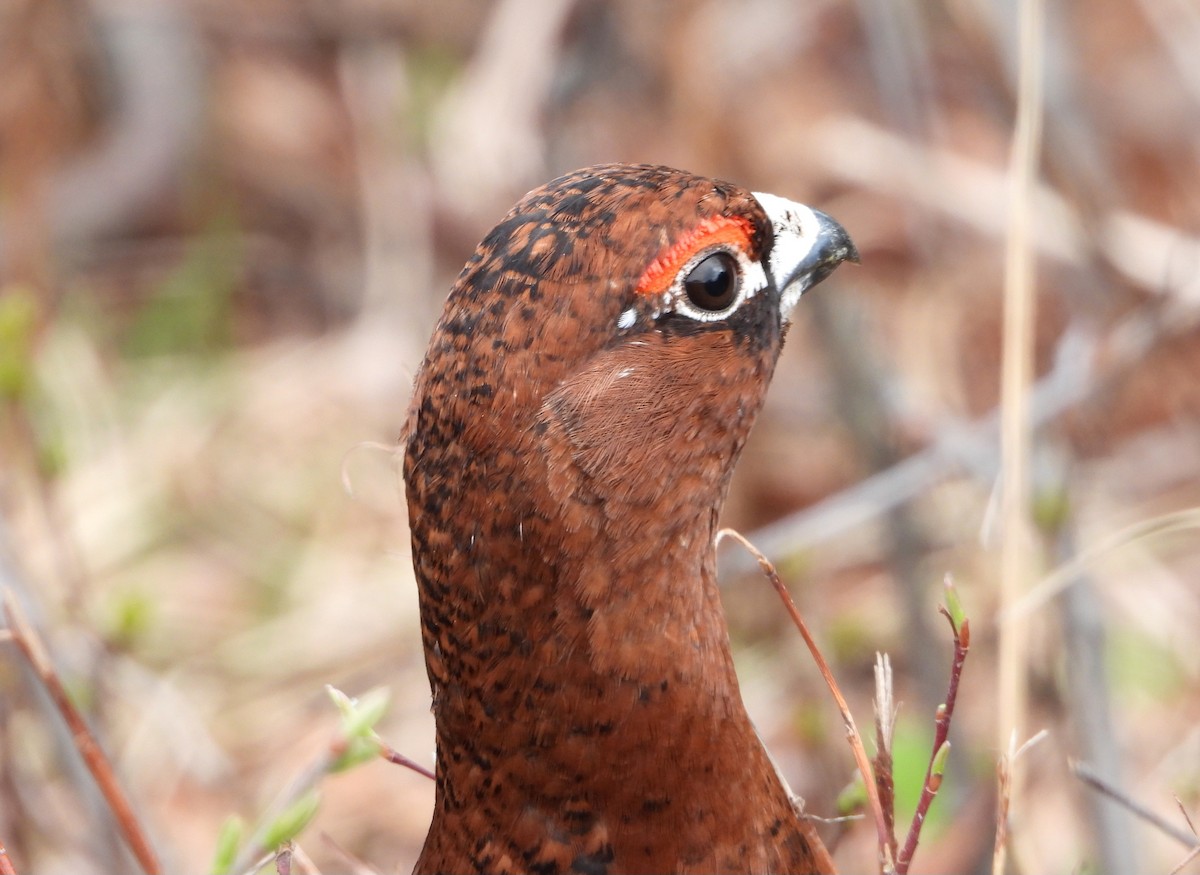 Willow Ptarmigan - Jon Iratzagorria Garay