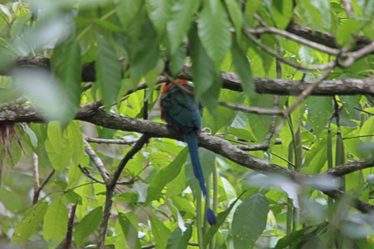 Rufous Motmot - ML619665485