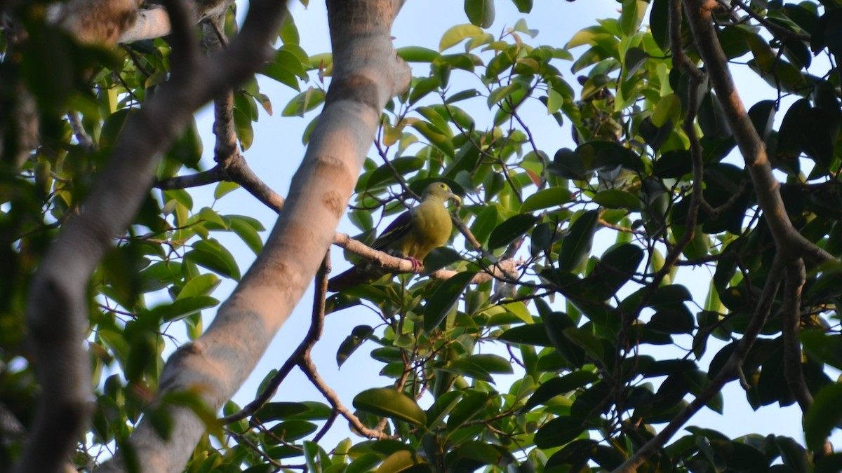 Gray-cheeked Green-Pigeon - ML619665487