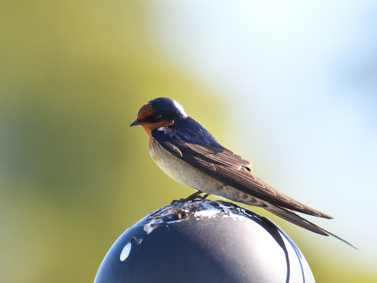 Golondrina Australiana - ML619665494