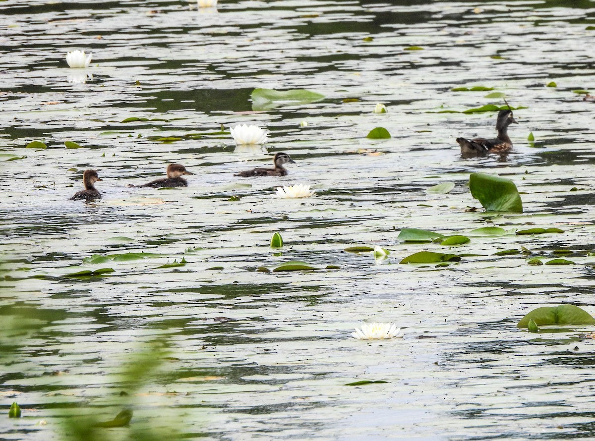 Hooded Merganser - ML619665496