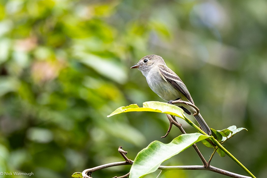 Least Flycatcher - Nick Watmough