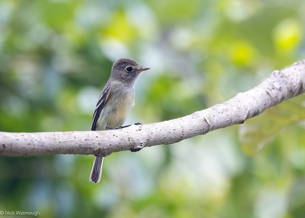 Least Flycatcher - Nick Watmough