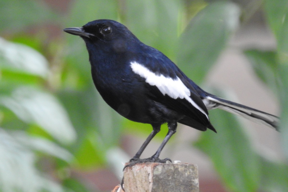 Oriental Magpie-Robin (Black) - Dirk Tomsa