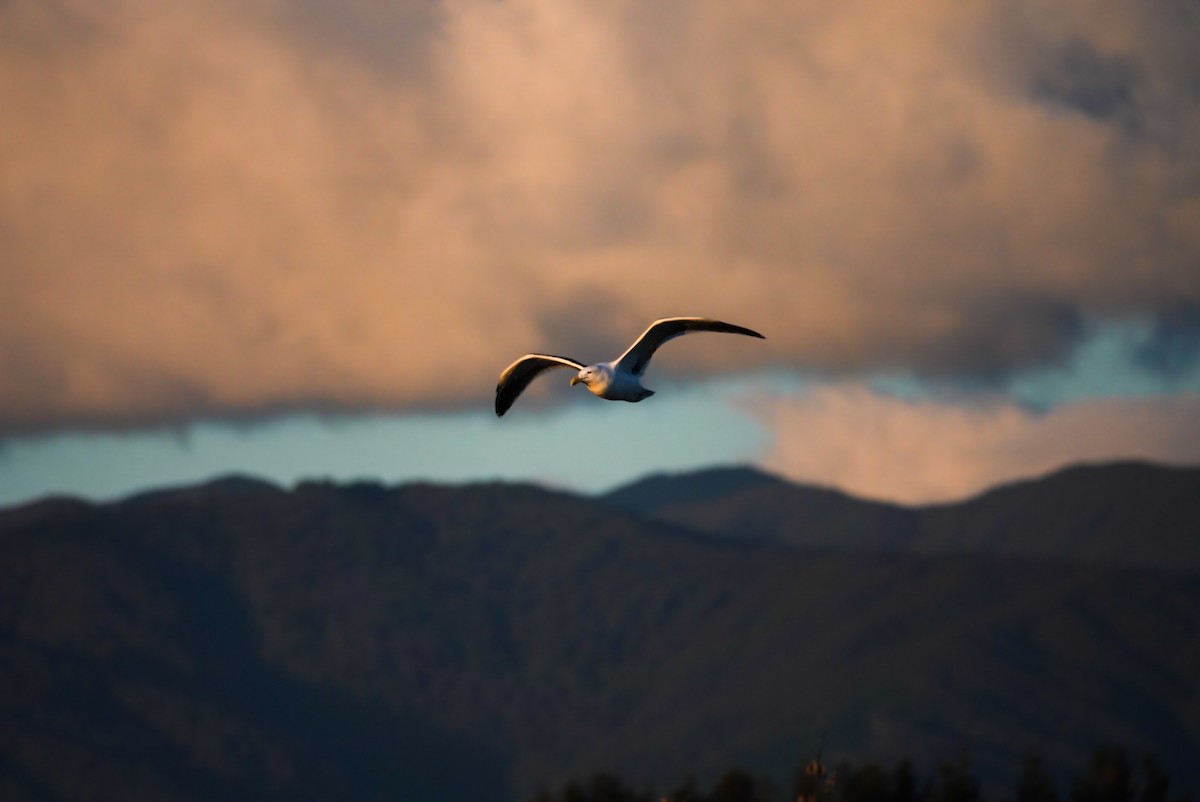 Kelp Gull - Alfie Benbow