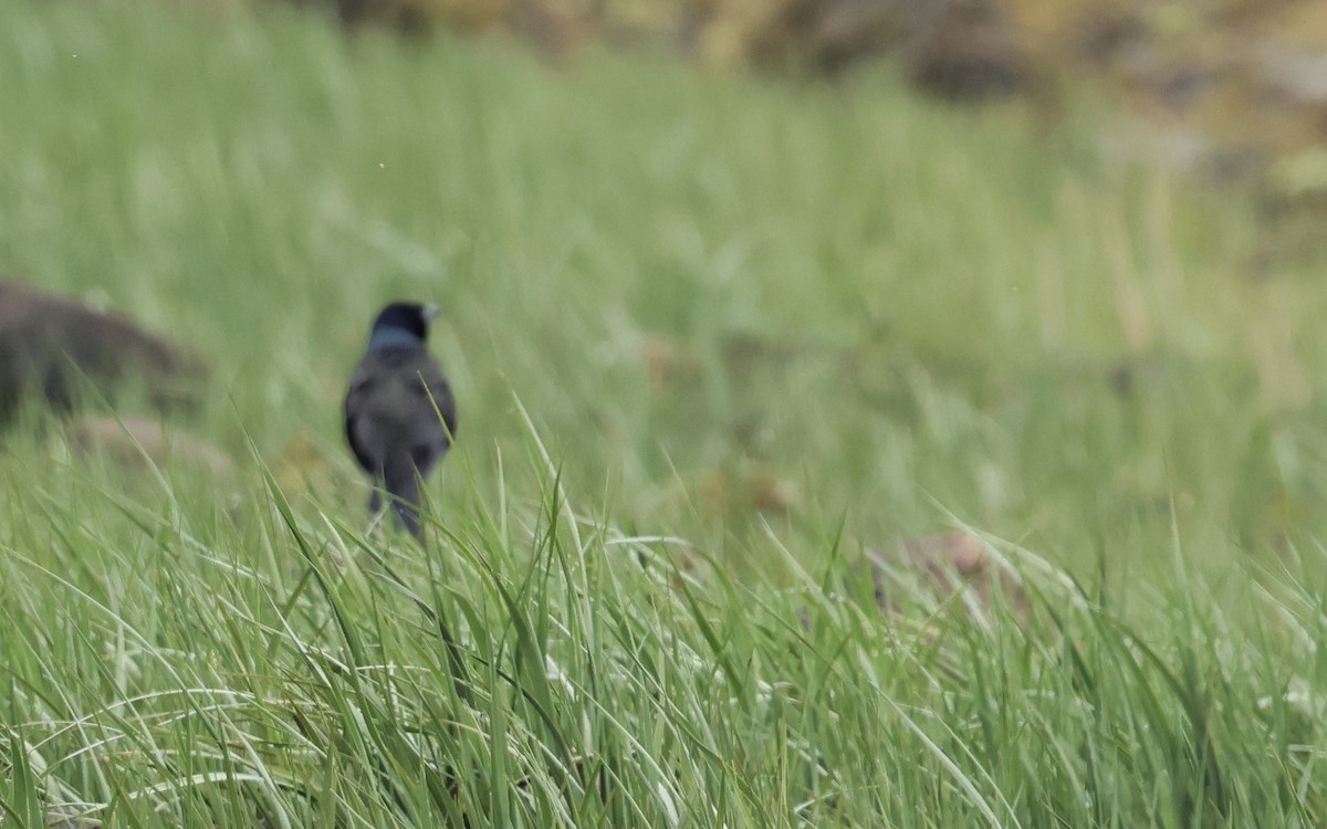 Common Grackle - Lisa Goodwin