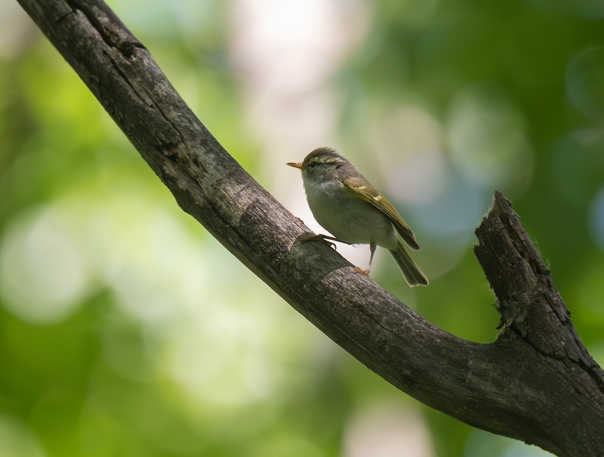 Claudia's Leaf Warbler - Dong Yan
