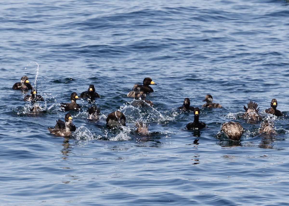 Black Scoter - Cate Hopkinson