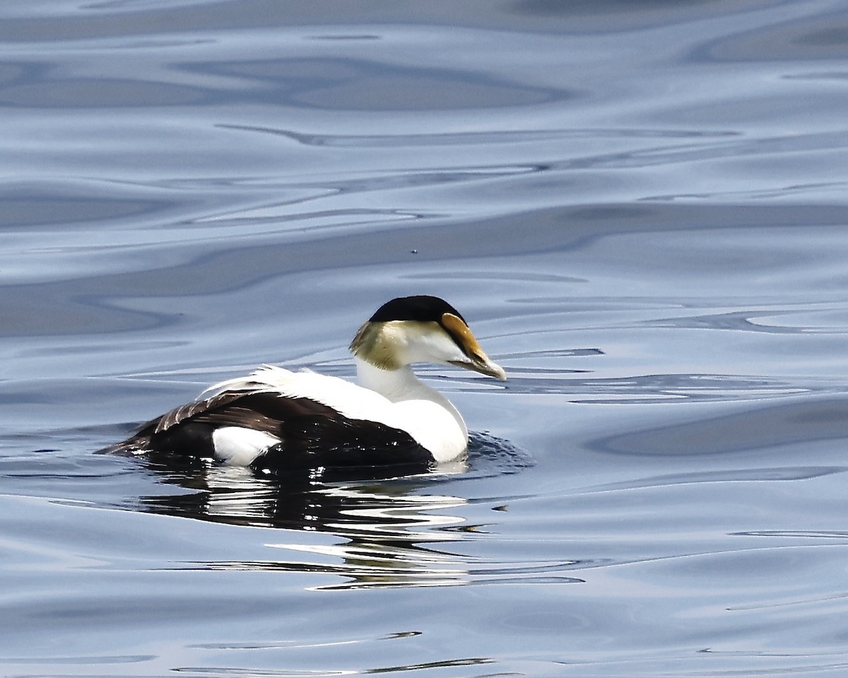 Common Eider - Cate Hopkinson