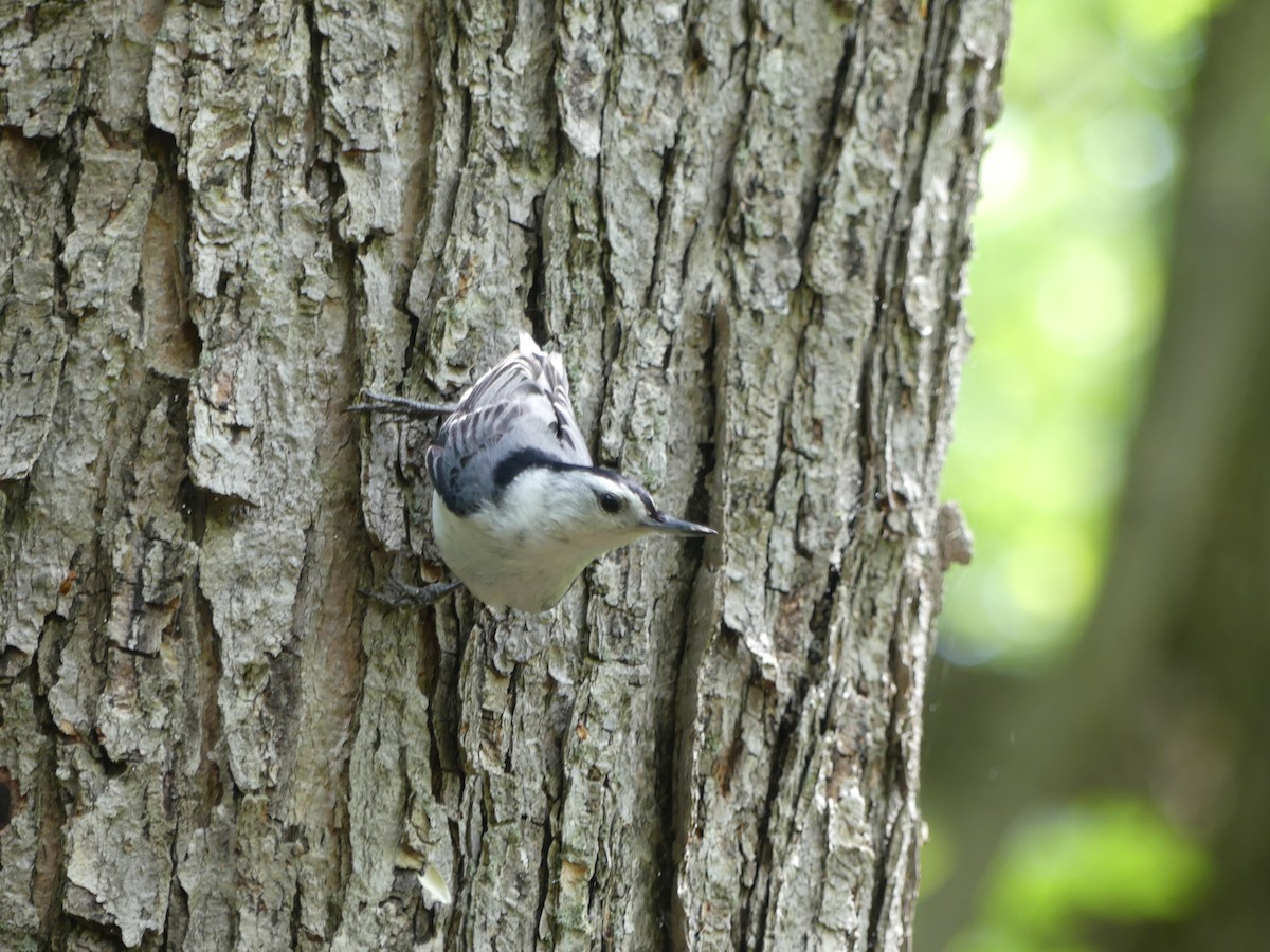 White-breasted Nuthatch - Jacynthe Fortin