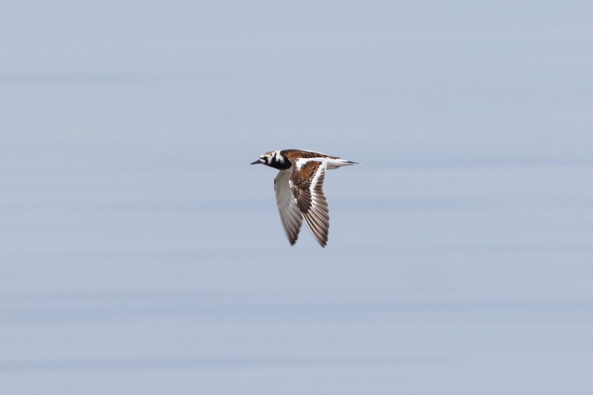 Ruddy Turnstone - Kees de Mooy