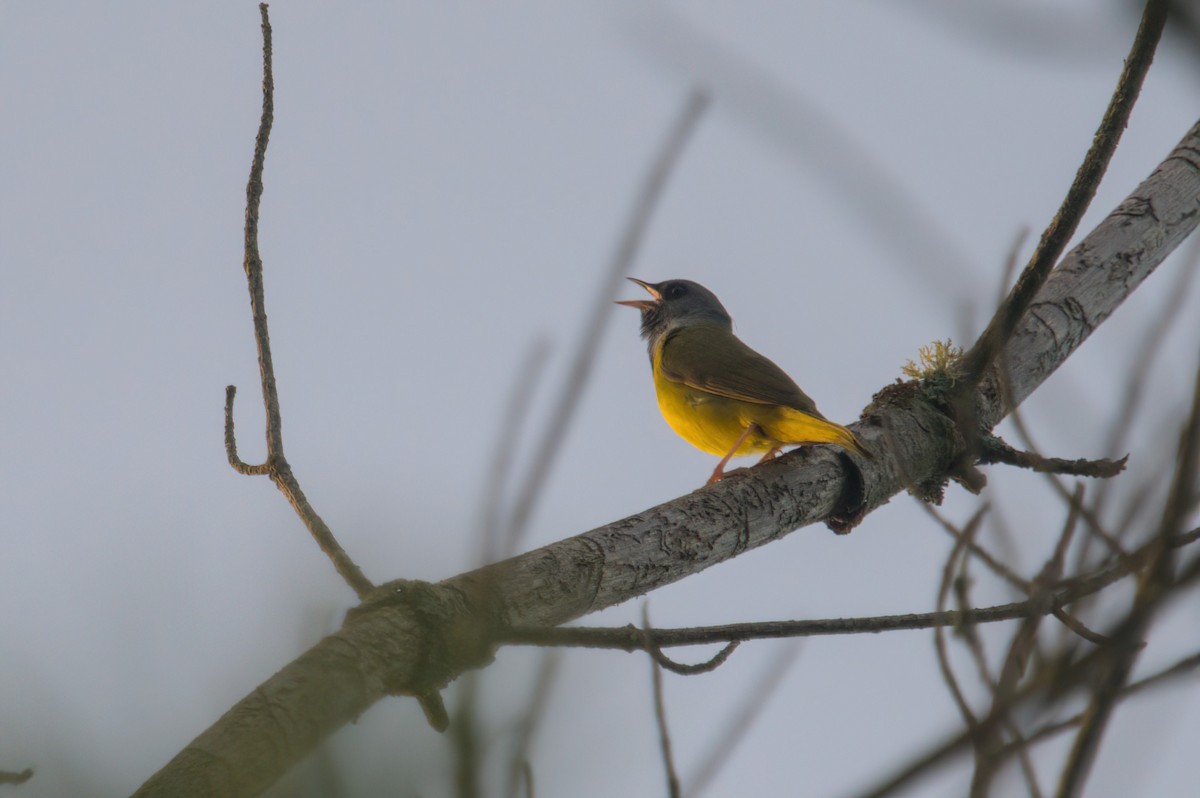 Mourning Warbler - Zach Kemp