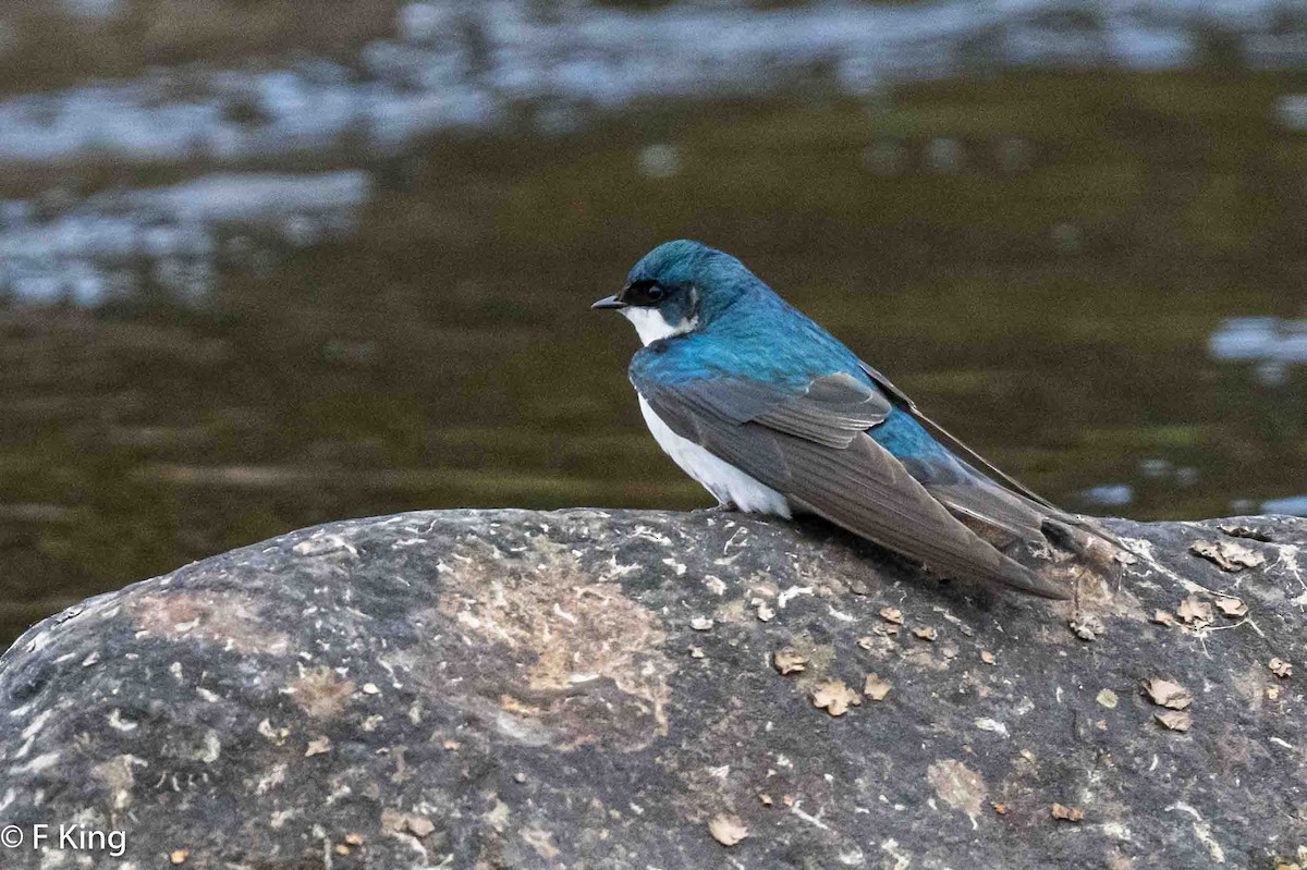 Tree Swallow - Frank King