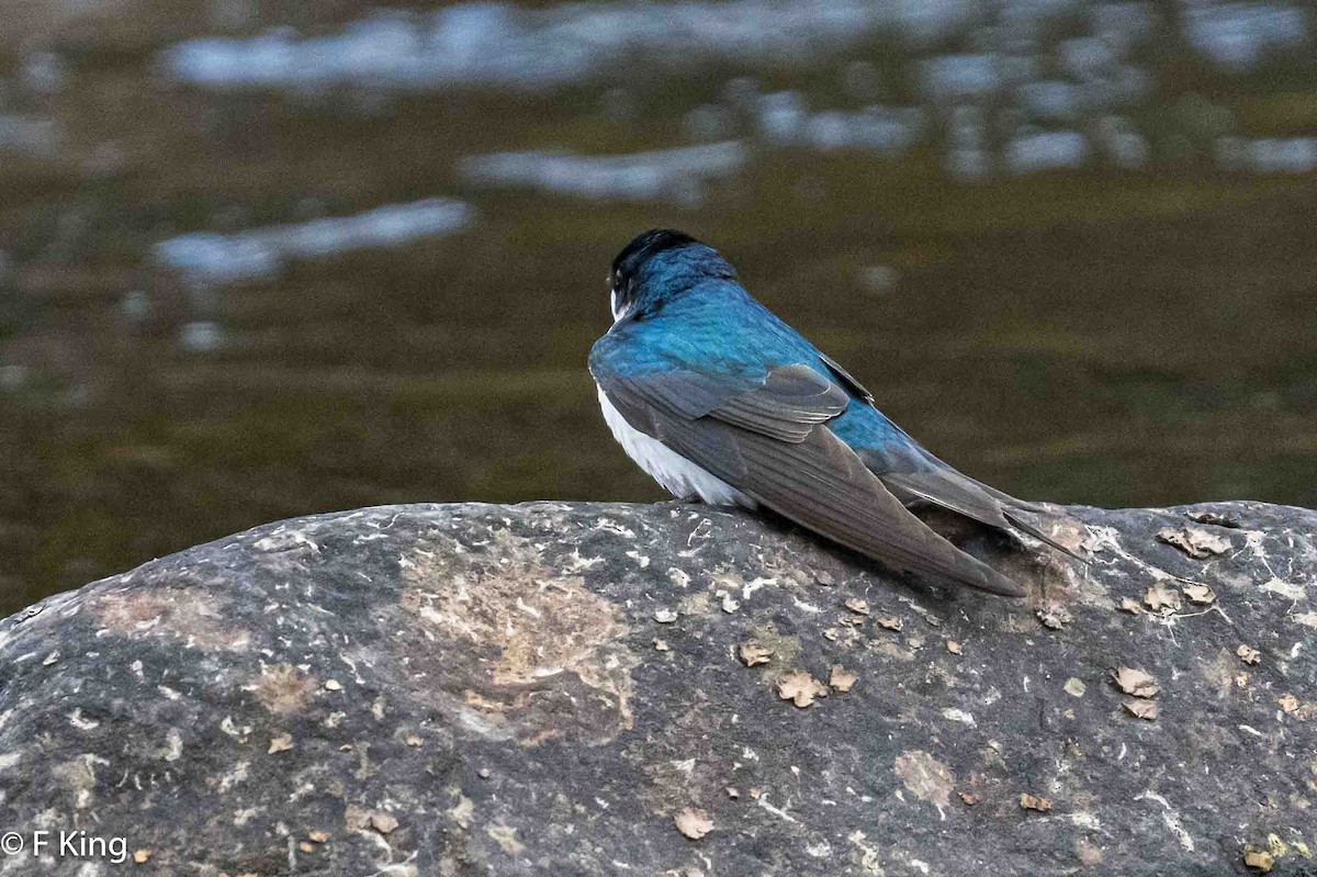 Tree Swallow - Frank King