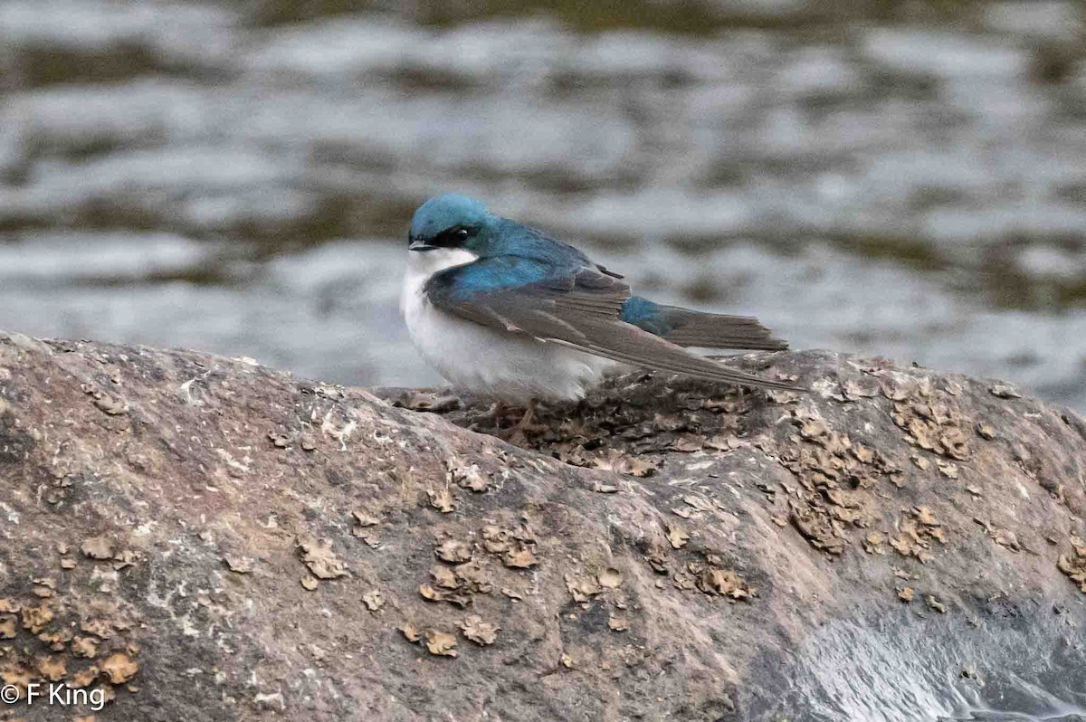 Tree Swallow - Frank King