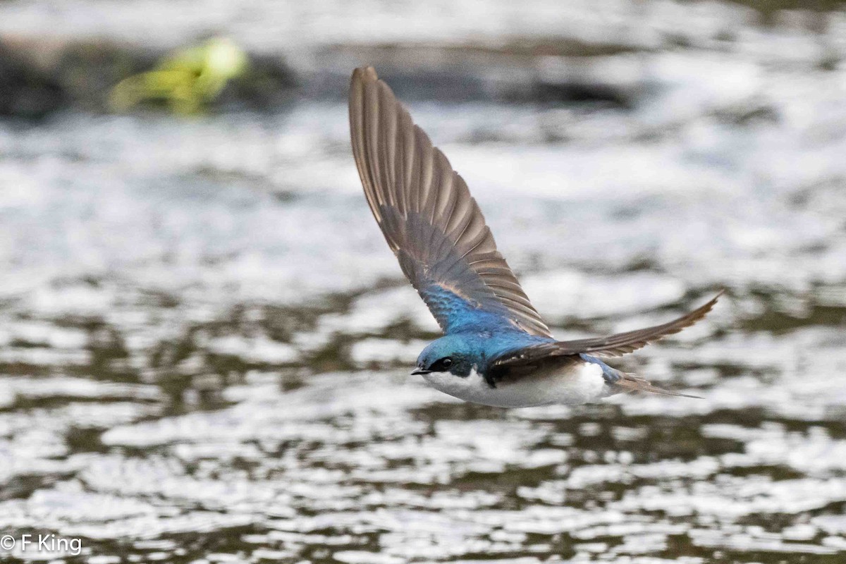 Tree Swallow - Frank King