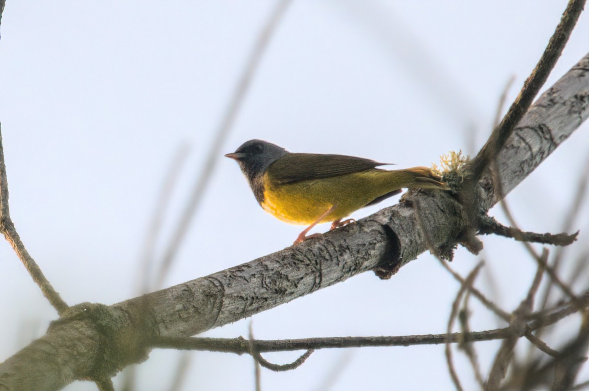 Mourning Warbler - Zach Kemp