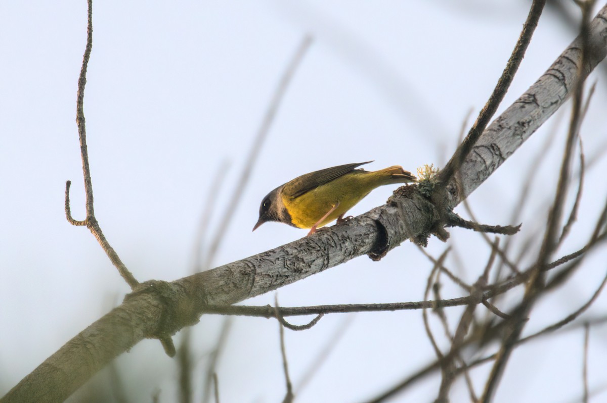 Mourning Warbler - Zach Kemp