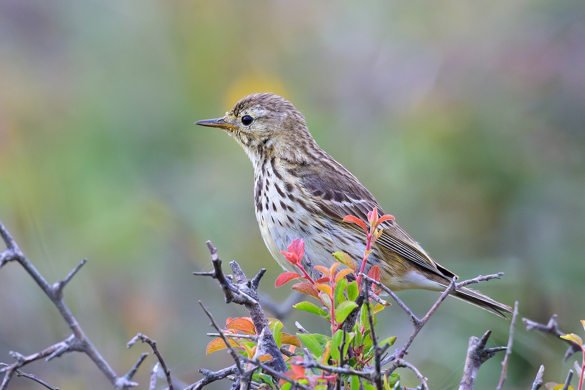 Meadow Pipit - Sylvain Reyt